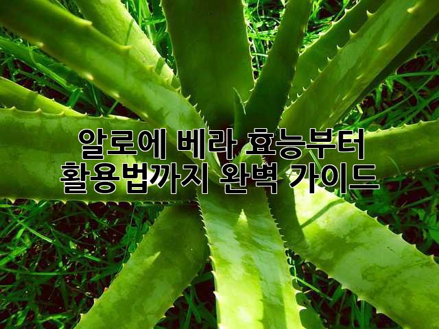 알로에 베라, 효능부터 활용법까지 완벽 가이드!
